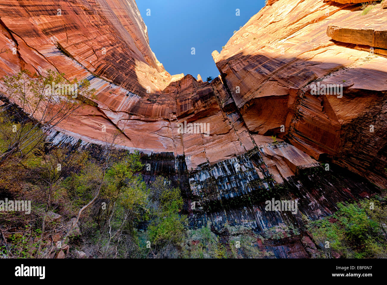 Guardando dritto fino alla sommità del pool di smeraldo Trail, Parco Nazionale Zion, Utah Foto Stock