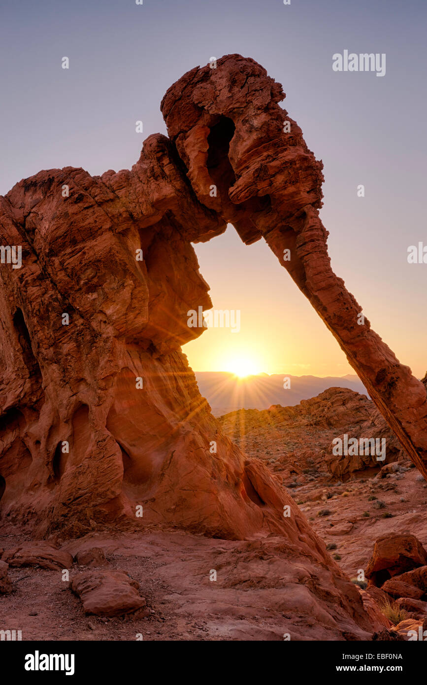Sunrise a Elephant Rock, la Valle del Fuoco del parco statale, Nevada USA Foto Stock