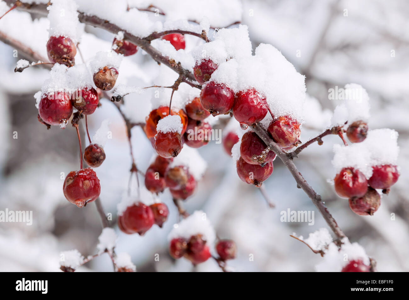 Granchio rosso mele sul ramo con forti nevicate in inverno Foto Stock