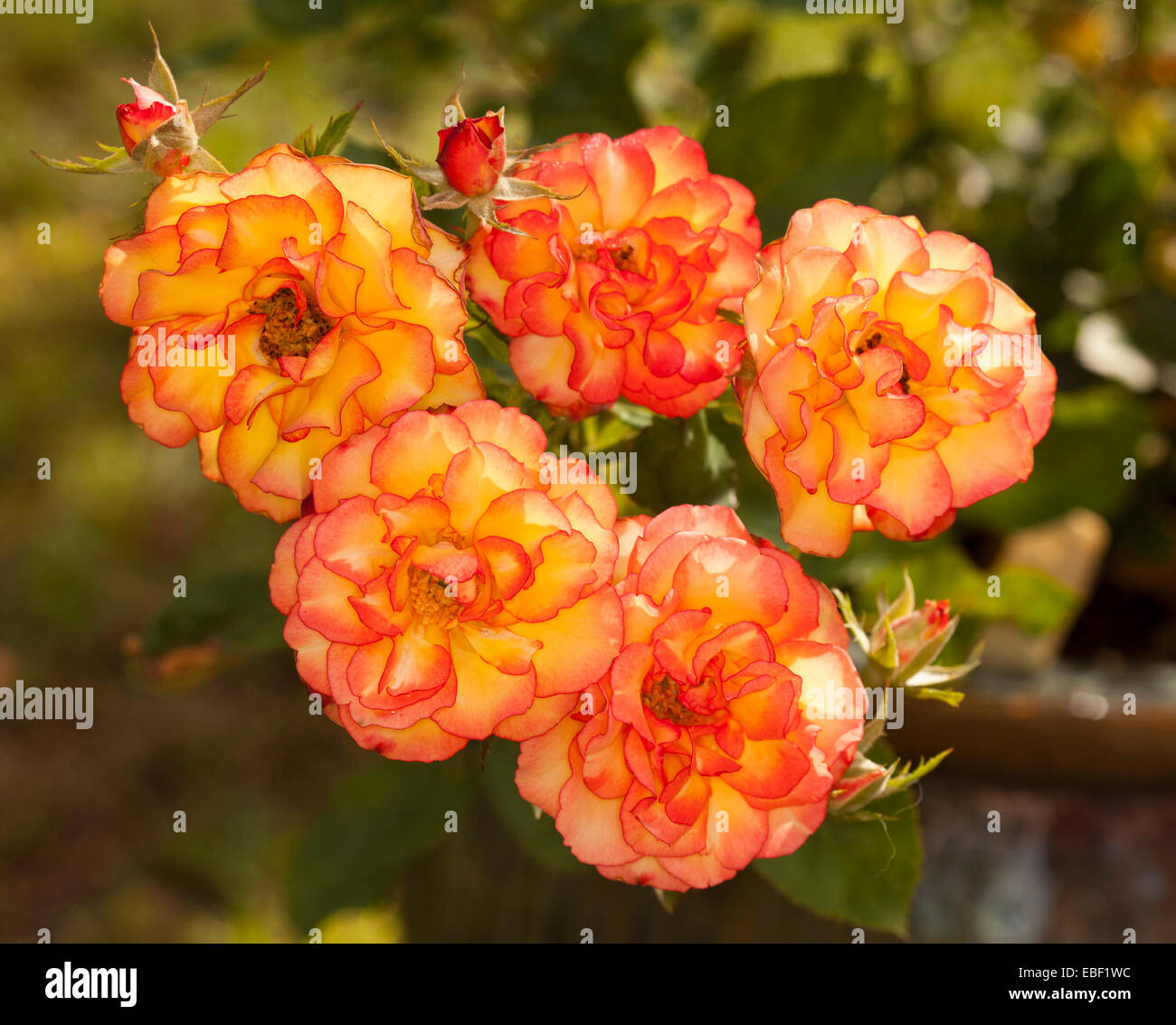 Cluster di parata spettacolare rose & boccioli, rosso vivo, arancio e fiori di colore giallo con frilly rosso refilato petali, verde oliva bkgd Foto Stock