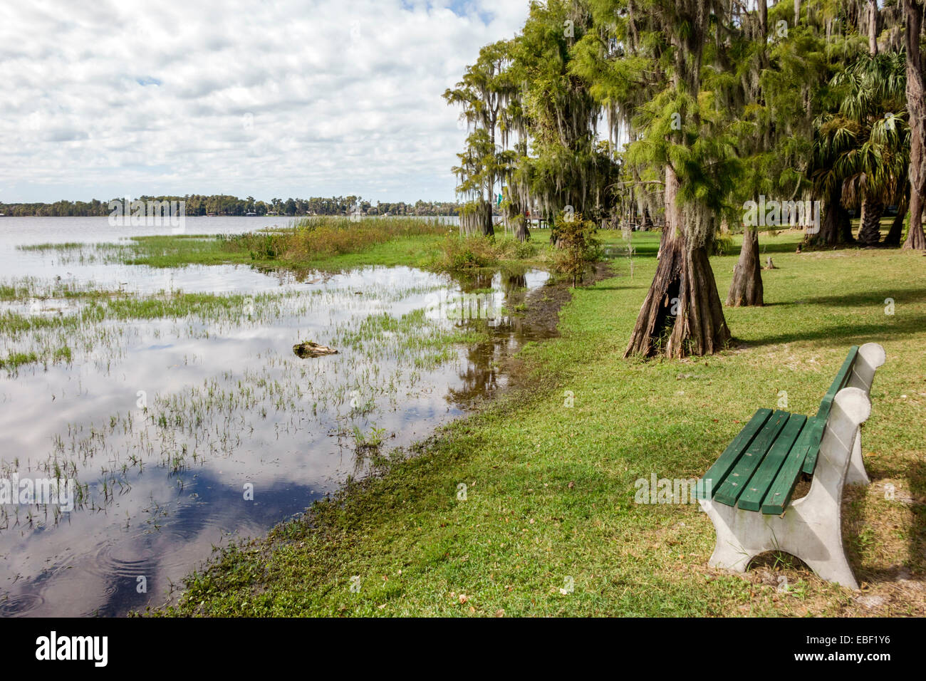 Clermont Florida, parco pubblico, lago Minnehaha, Cypress Cove, panca, cipressi alberi, spagnolo muschio, acqua, FL141025242 Foto Stock