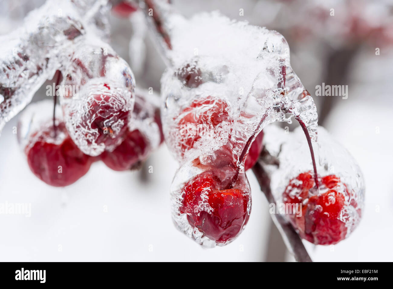 Mazzetto di granchio rosso mele congelate e ricoperta di ghiaccio sul ramo innevati in inverno, close up Foto Stock