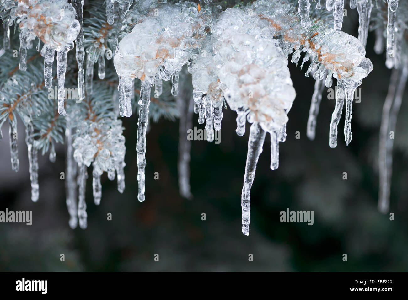 Rami di abete rosso in inverno ricoperto di ghiaccio e Lunghi ghiaccioli, primo piano Foto Stock