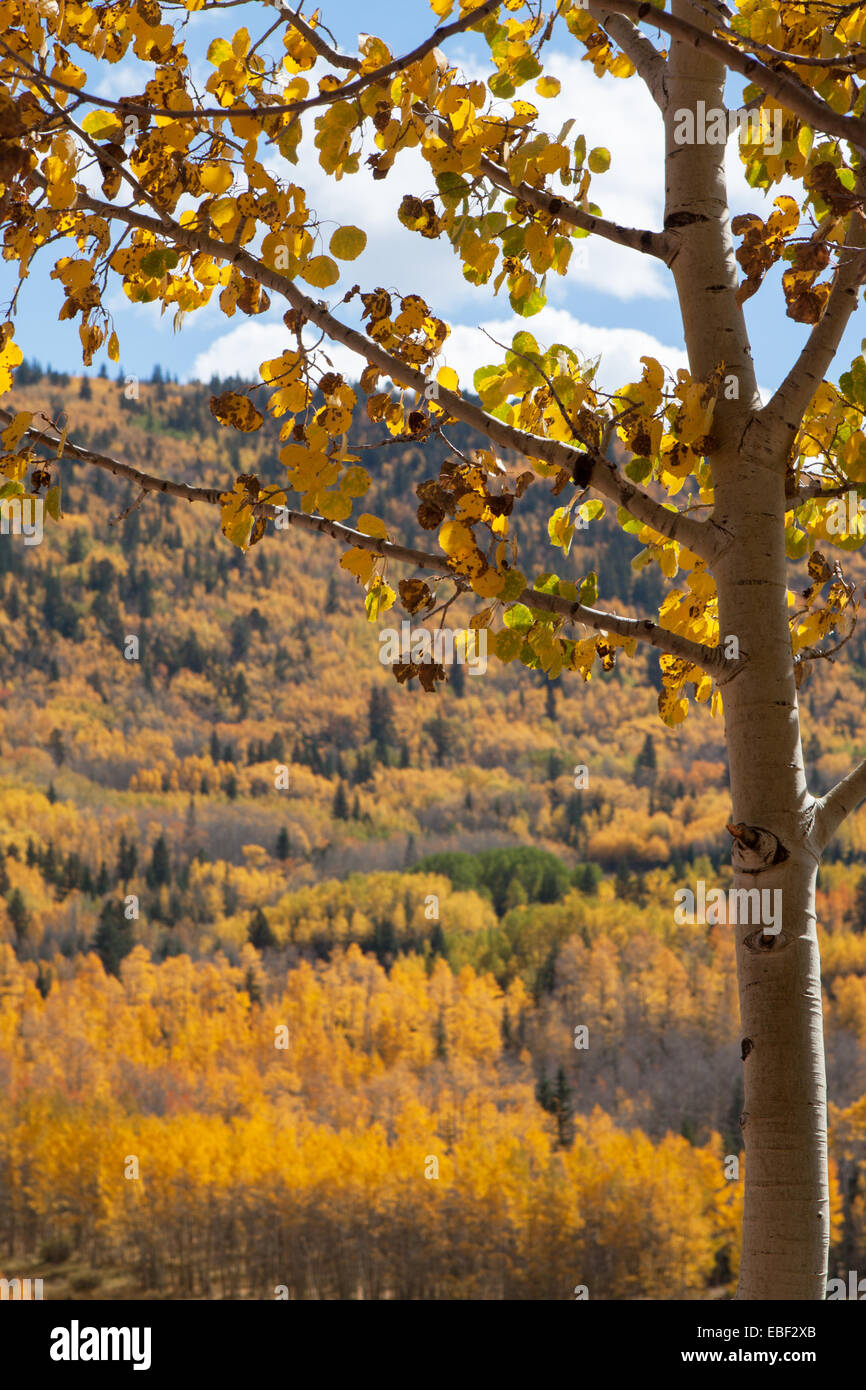Un malato aspen visto contro lo sfondo di molti boschetti di pioppi in autunno colori. Latino "popoloso tremuloides' Foto Stock