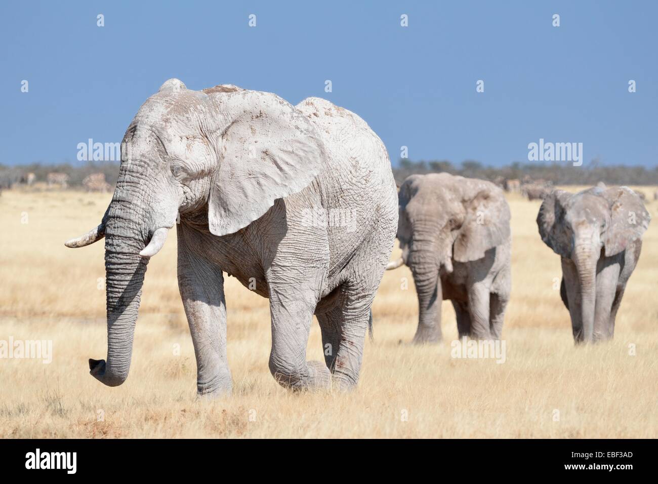 L'elefante africano (Loxodonta africana), ricoperte di fango, passeggiate in erba secca, il Parco Nazionale di Etosha, Namibia, Africa Foto Stock
