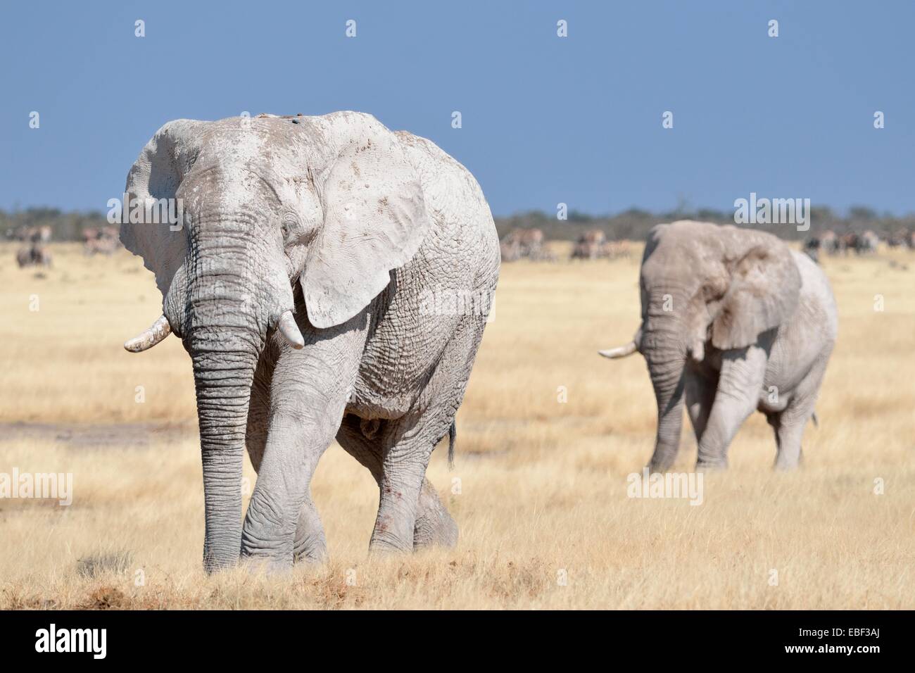Due africani tori di elefante africano (Loxodonta africana), ricoperte di fango, passeggiate in erba secca, il Parco Nazionale di Etosha, Namibia, Africa Foto Stock