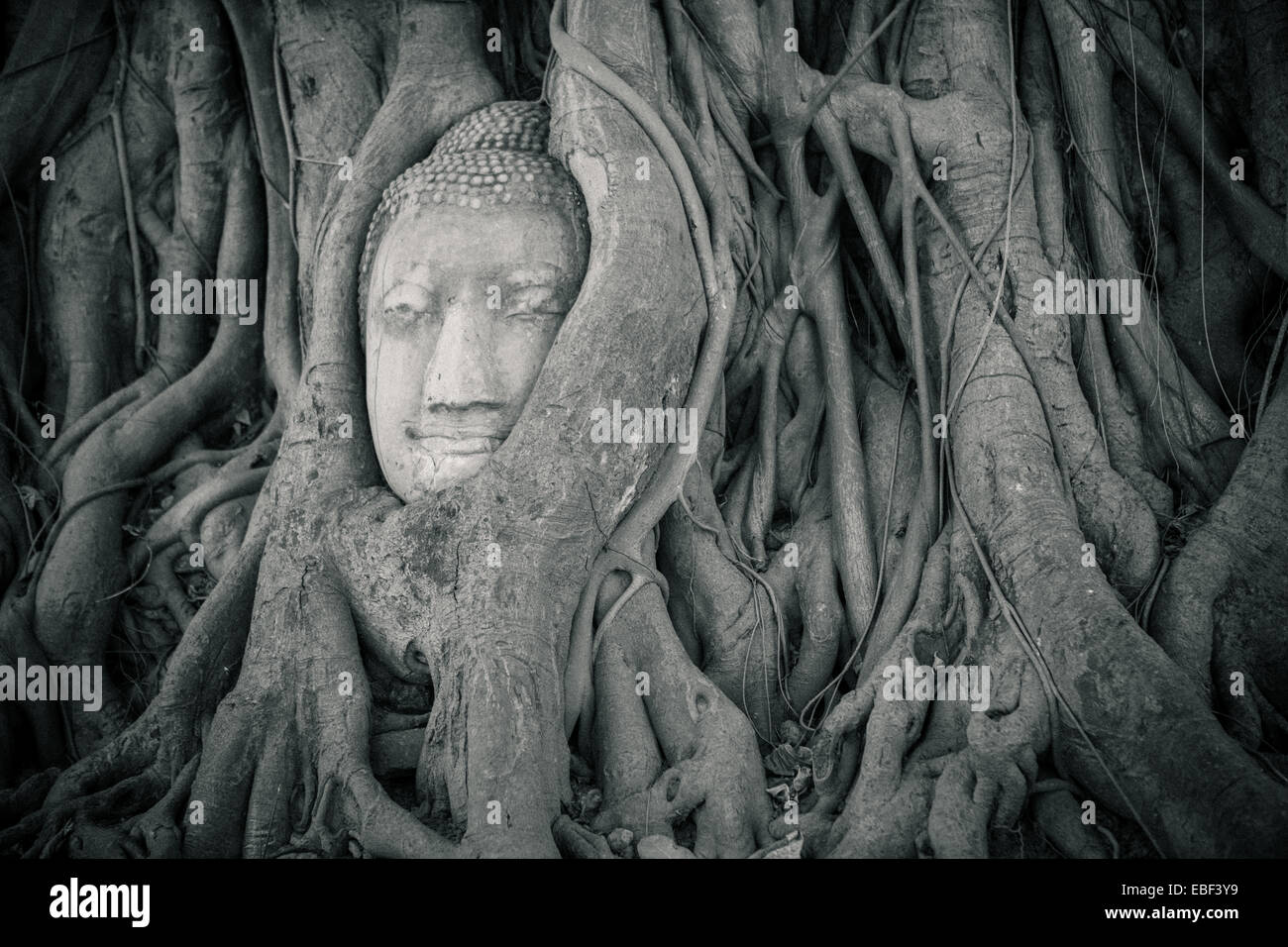 Pietra testa Buddha intrecciano in radici di albero, Wat Mahathat, Ayutthaya, Thailandia Foto Stock