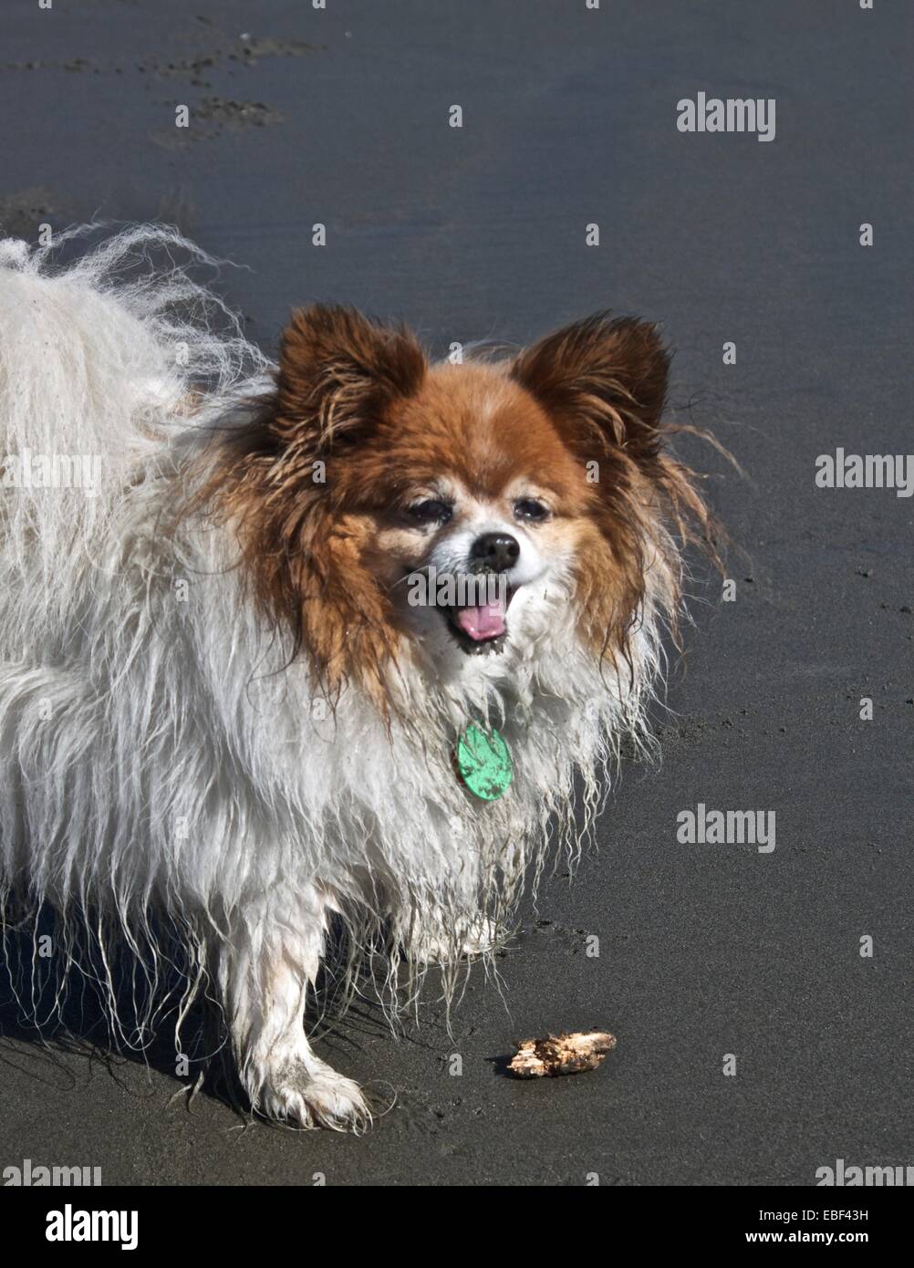 Felice cane bagnato giocando su South New Brighton Beach, Christchurch Foto Stock