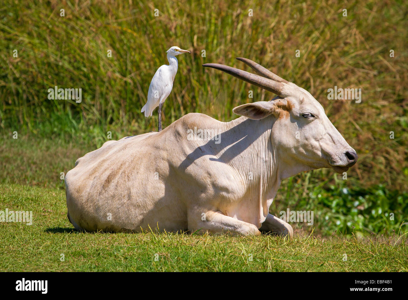 Bird seduto sulla mucca con la schiena Foto Stock