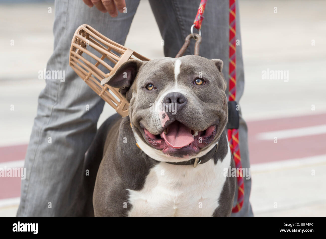 American Bully cane di razza Foto Stock