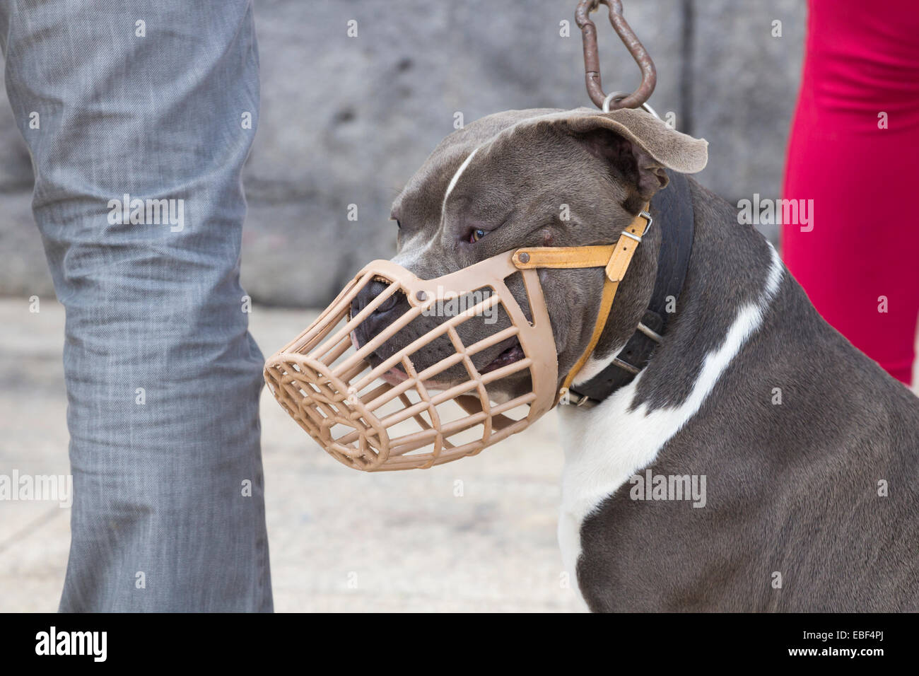 American Bully cane di razza indossando la museruola Foto Stock