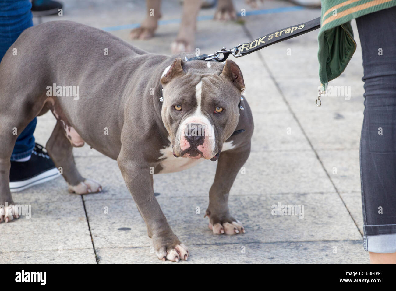 American Bully cane di razza Foto Stock