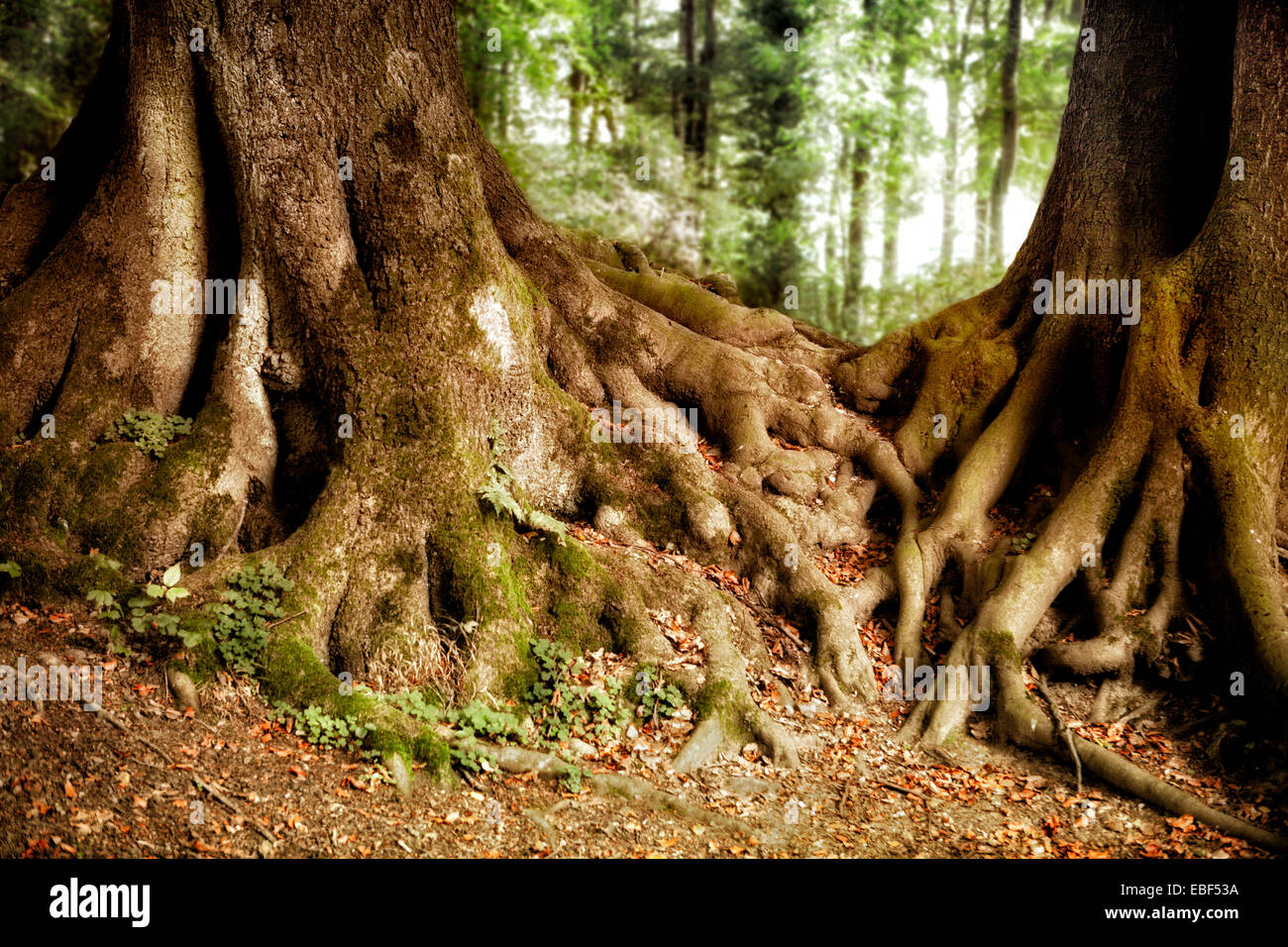 Radici di albero, faggio (Fagus sp.), riserva Felsenmeer, CON SEDE IN HEMER, regione di Sauerland, Renania settentrionale-Vestfalia, Germania, Europa Foto Stock