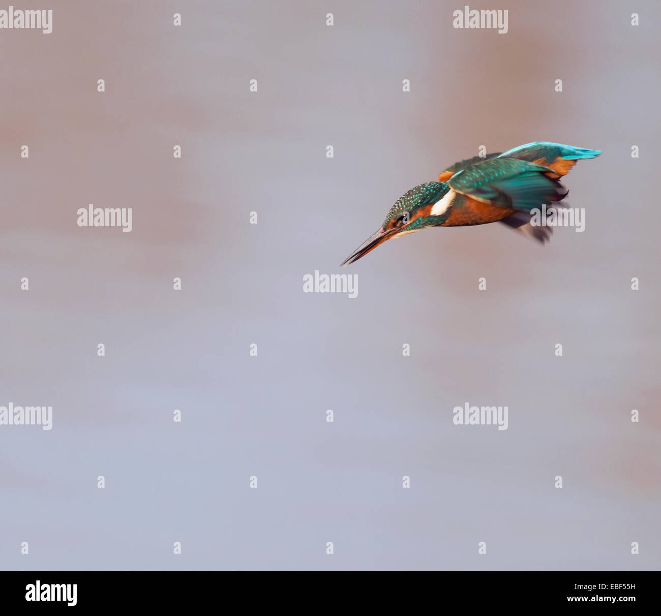 Comune Femmina Kingfisher (Alcedo atthis) immersioni per i pesci Foto Stock