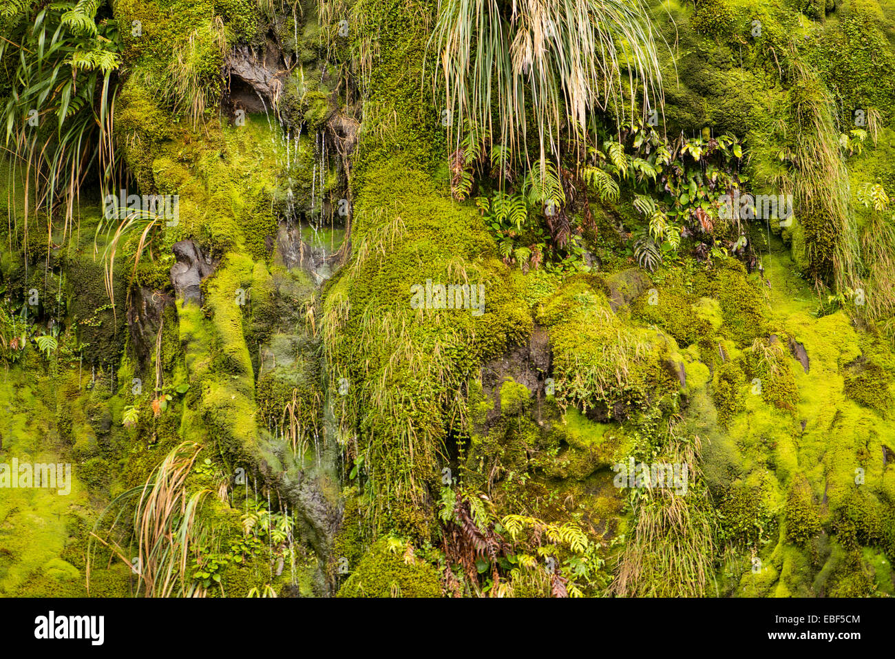 Firodland verde, Isola del Sud, Nuova Zelanda Foto Stock