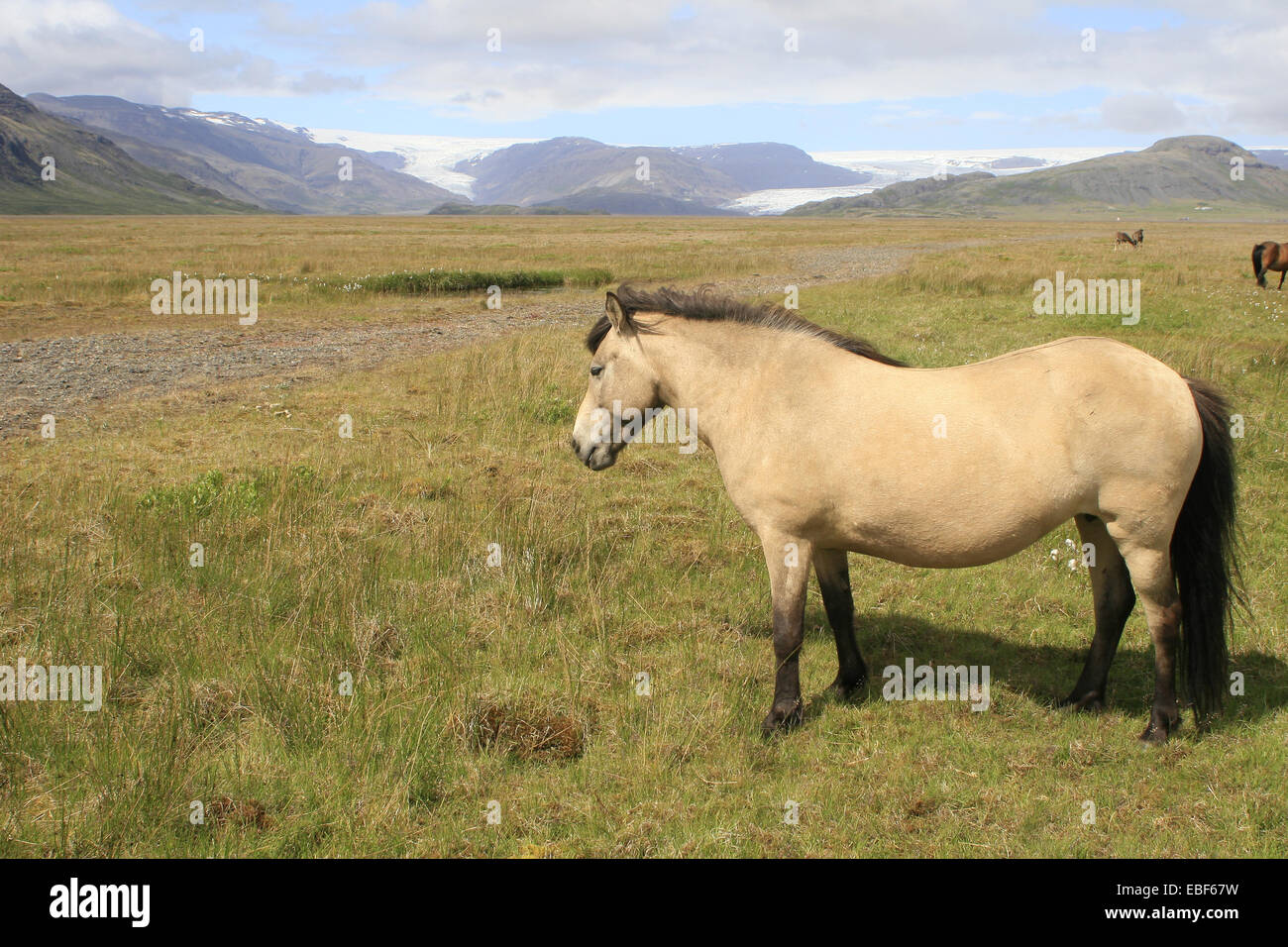 In Islanda il cavallo in Islanda Paesaggi Foto Stock