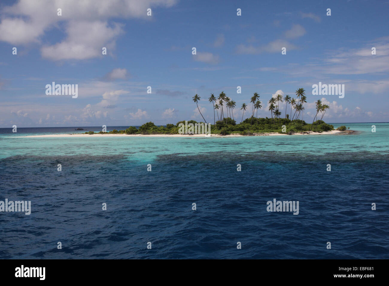 Palm tree isola disabitata Maldive Foto Stock