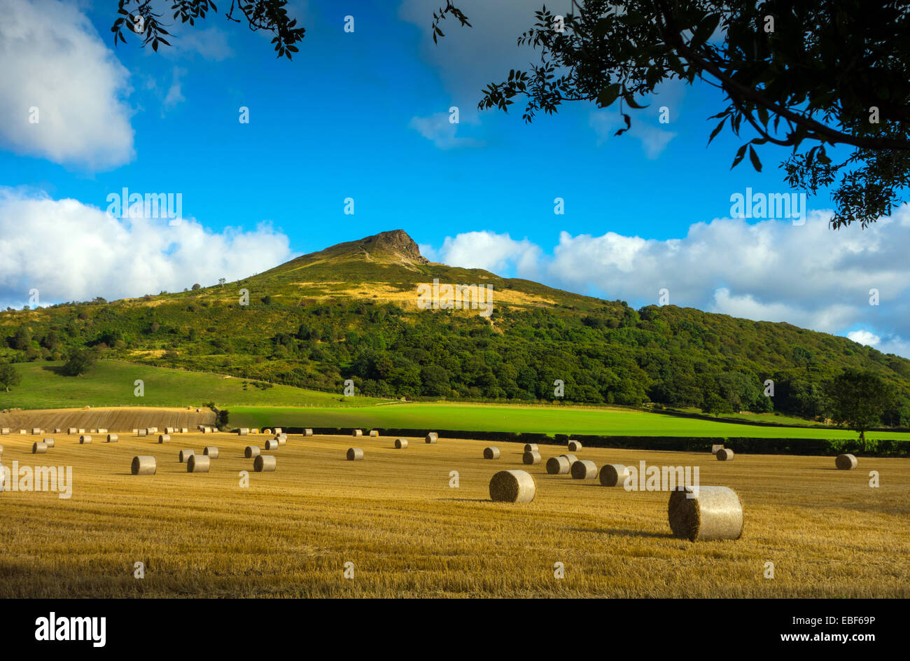 Roseberry Topping con balle di paglia, Cleveland, North Yorkshire Foto Stock