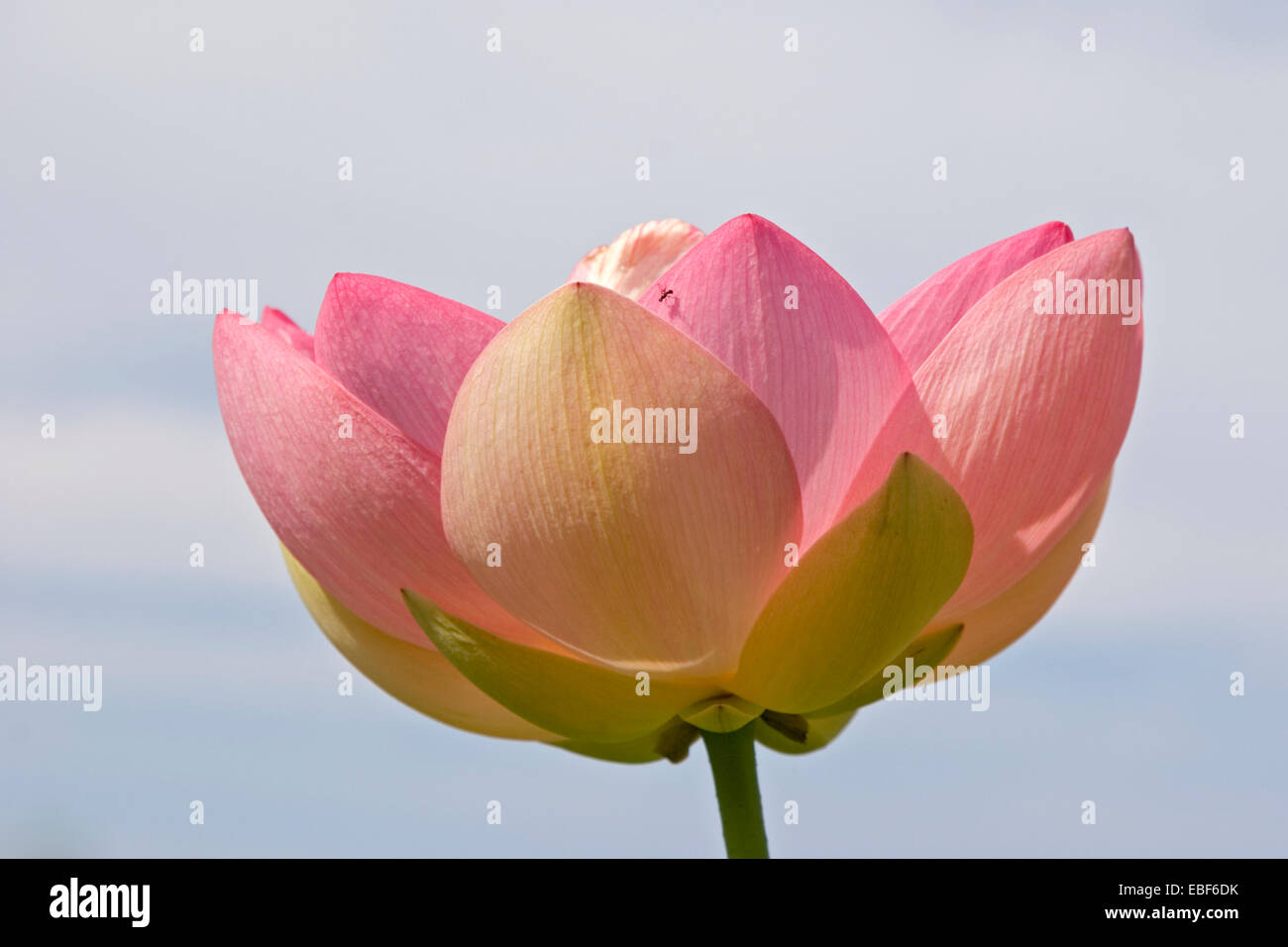 Sacro lotus / Nelumbo nucifera Foto Stock