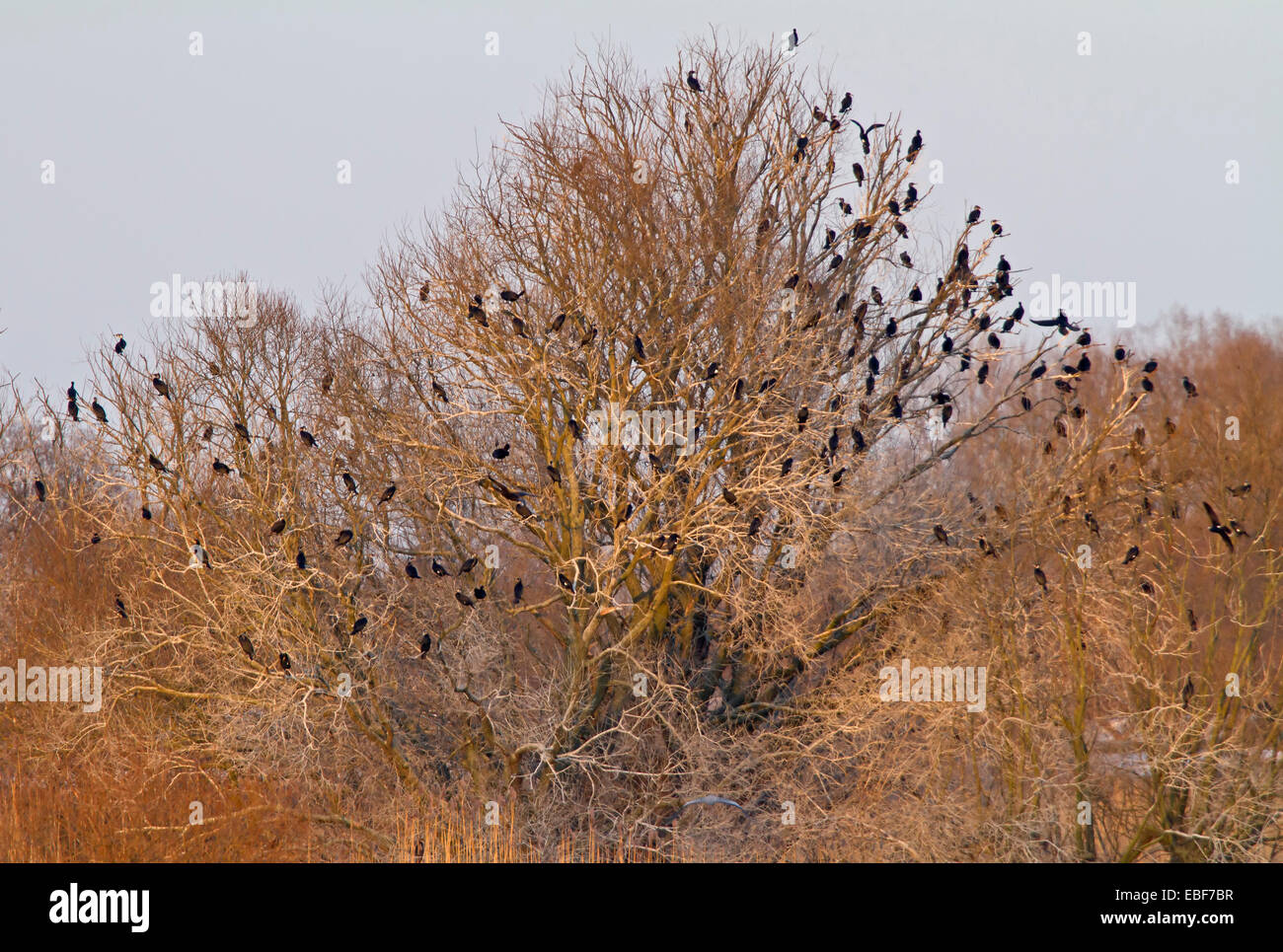 Sono ' appollaiati luogo da cormorani, Elba, Germania, Europa / Phalacrocorax carbo Foto Stock