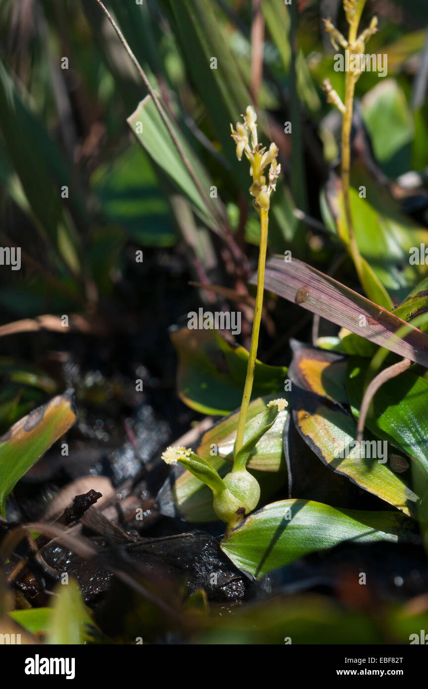 Hammarbya paludosa, (syn Malaxis paludosa) Bog orchidee, il sommatore la bocca orchid Foto Stock