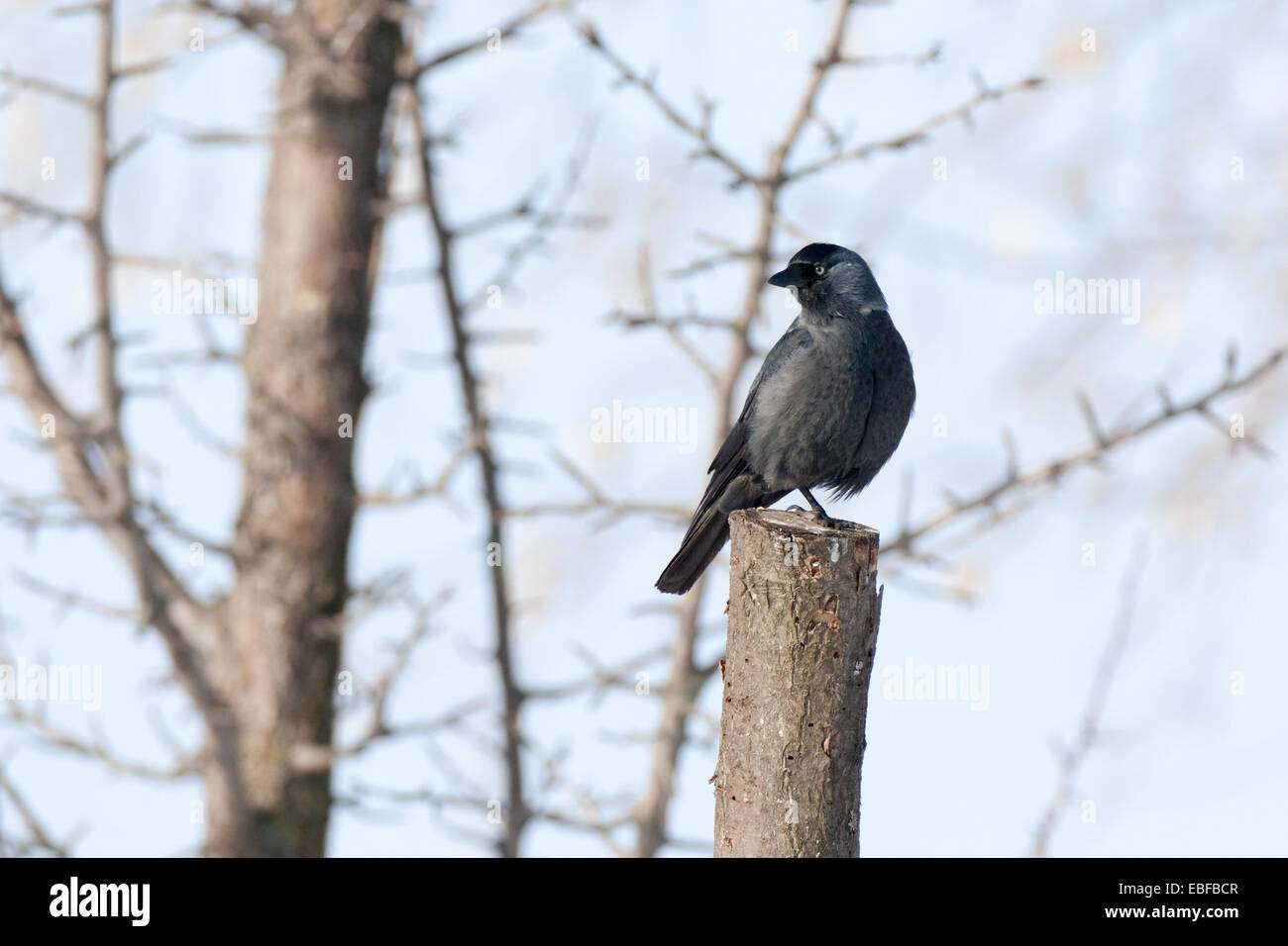 Taccola (Corvus monedula) è nella natura. Foto Stock