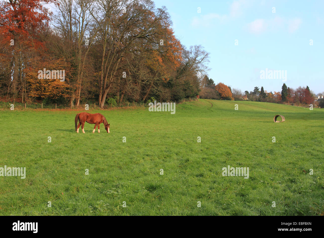 Cavallo al pascolo su un campo paese nel vecchio Caton, Norwich, Norfolk, Regno Unito. Foto Stock