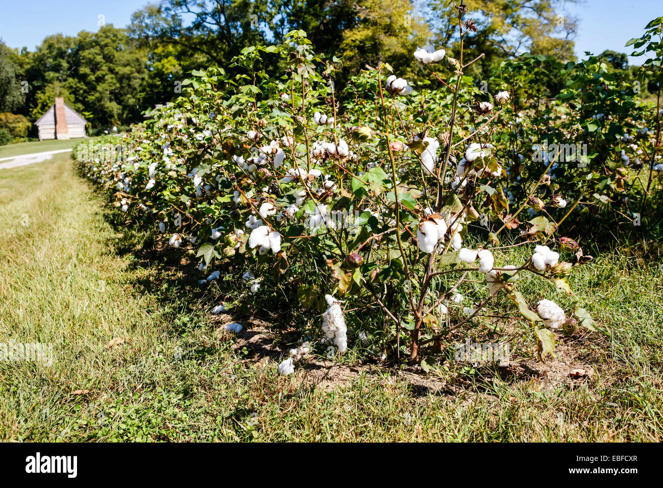 Il cash-crop del sud degli Stati Uniti d'America - il cotone. Foto Stock
