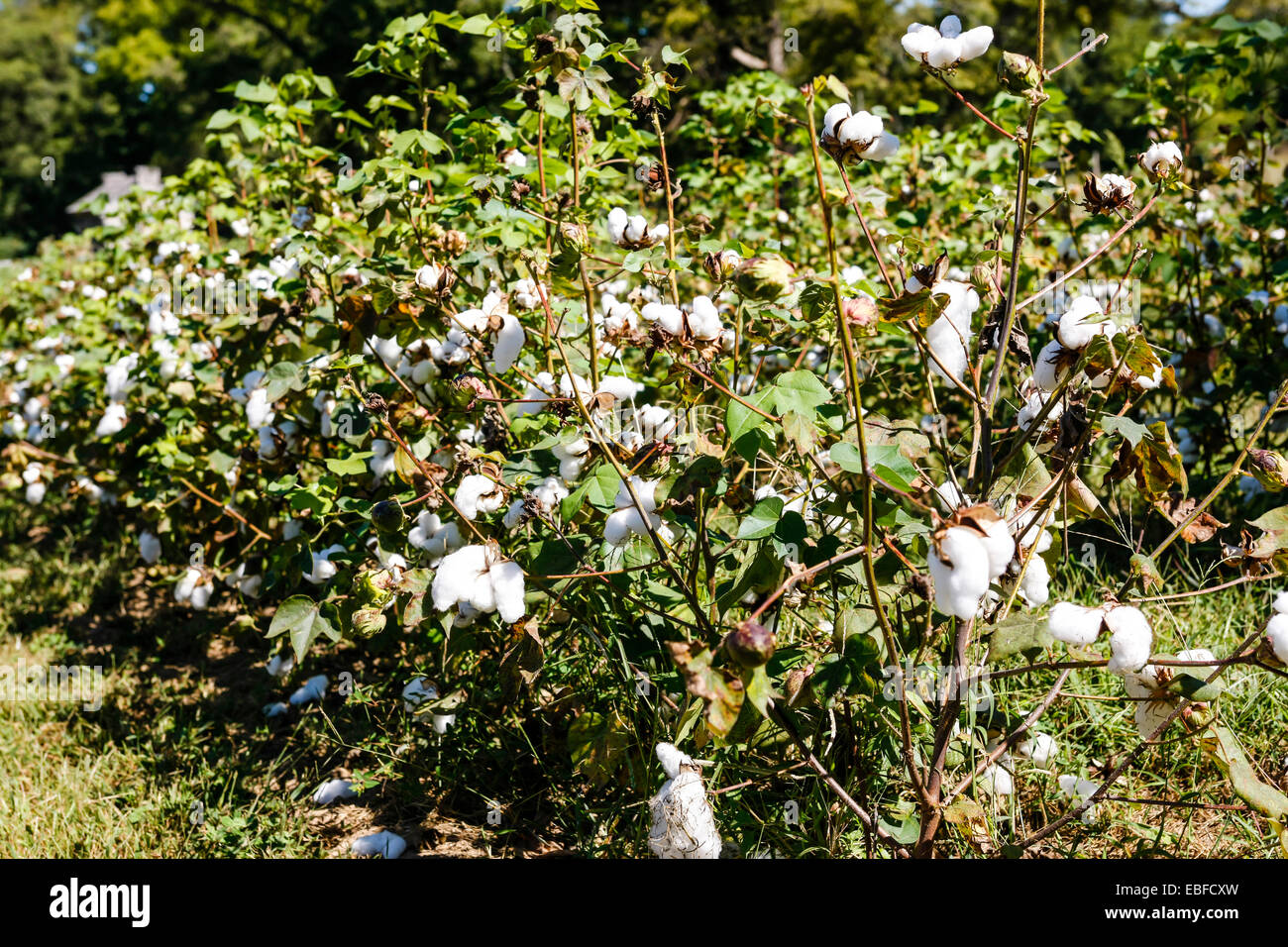 Il cash-crop del sud degli Stati Uniti d'America - il cotone. Foto Stock