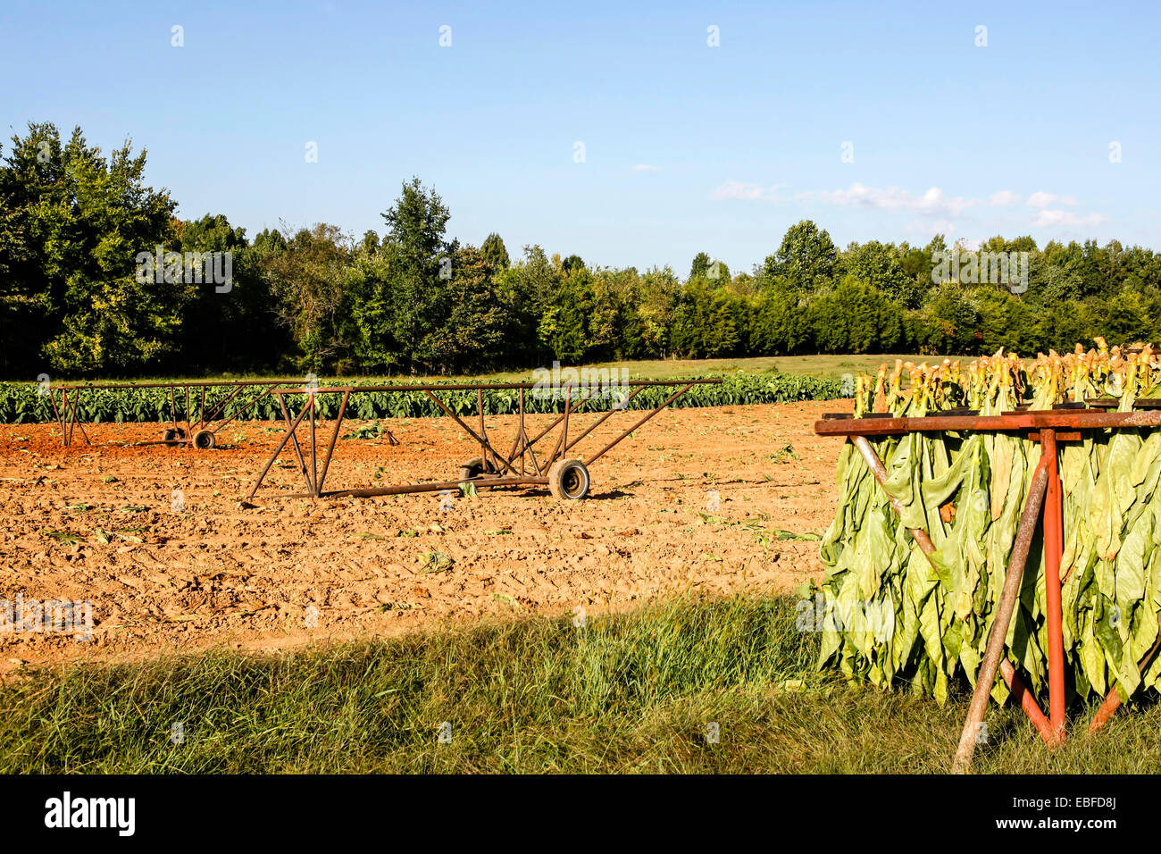 Aromatico Fire-cured pianta di tabacco genere Nicotiana delle Solanacee (nightshade) famiglia essendo cresciuto e coltivato in campi aro Foto Stock