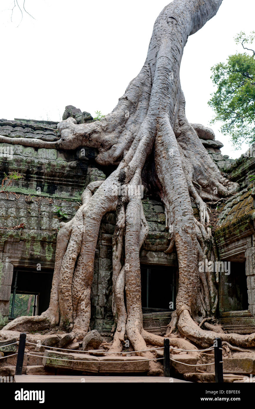 Ta Prohm Khmer antico tempio nella giungla foresta, Angkor Wat Cambogia. Foto Stock