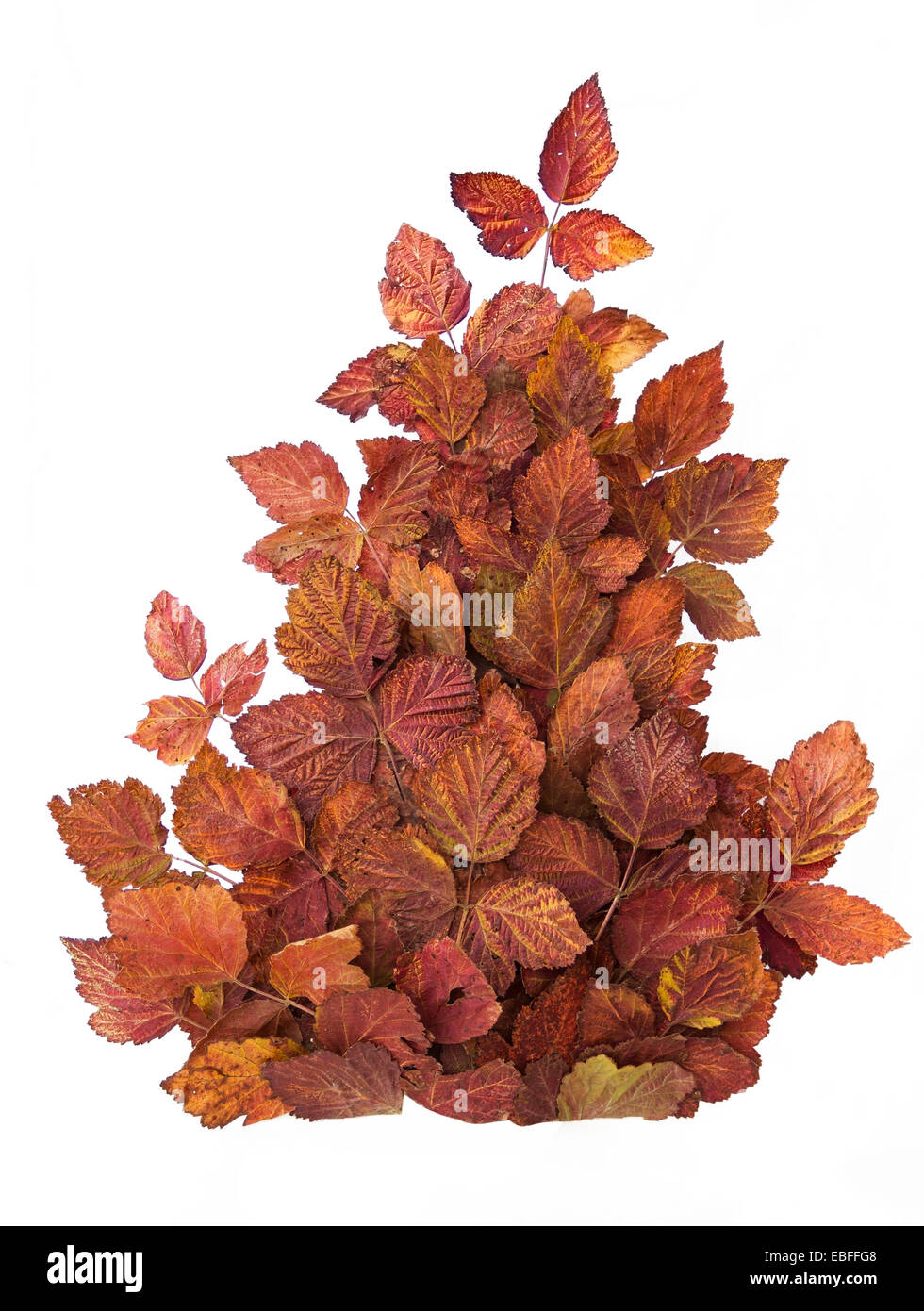 Composizione creativa di rosso le foglie di autunno. Isolato su bianco Foto Stock