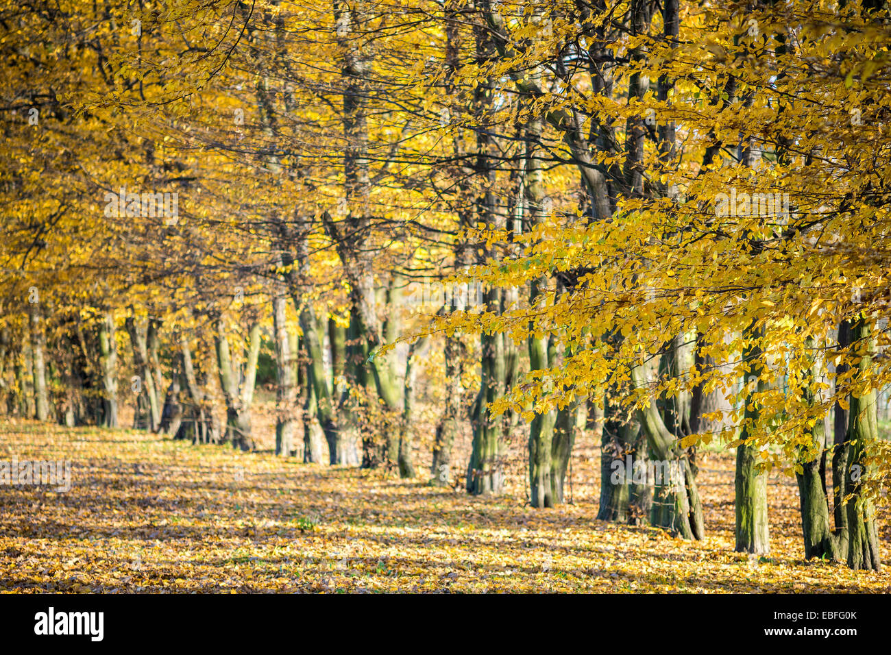 Fila di Giallo autunno olmi nel sole Ulmus laevis Foto Stock