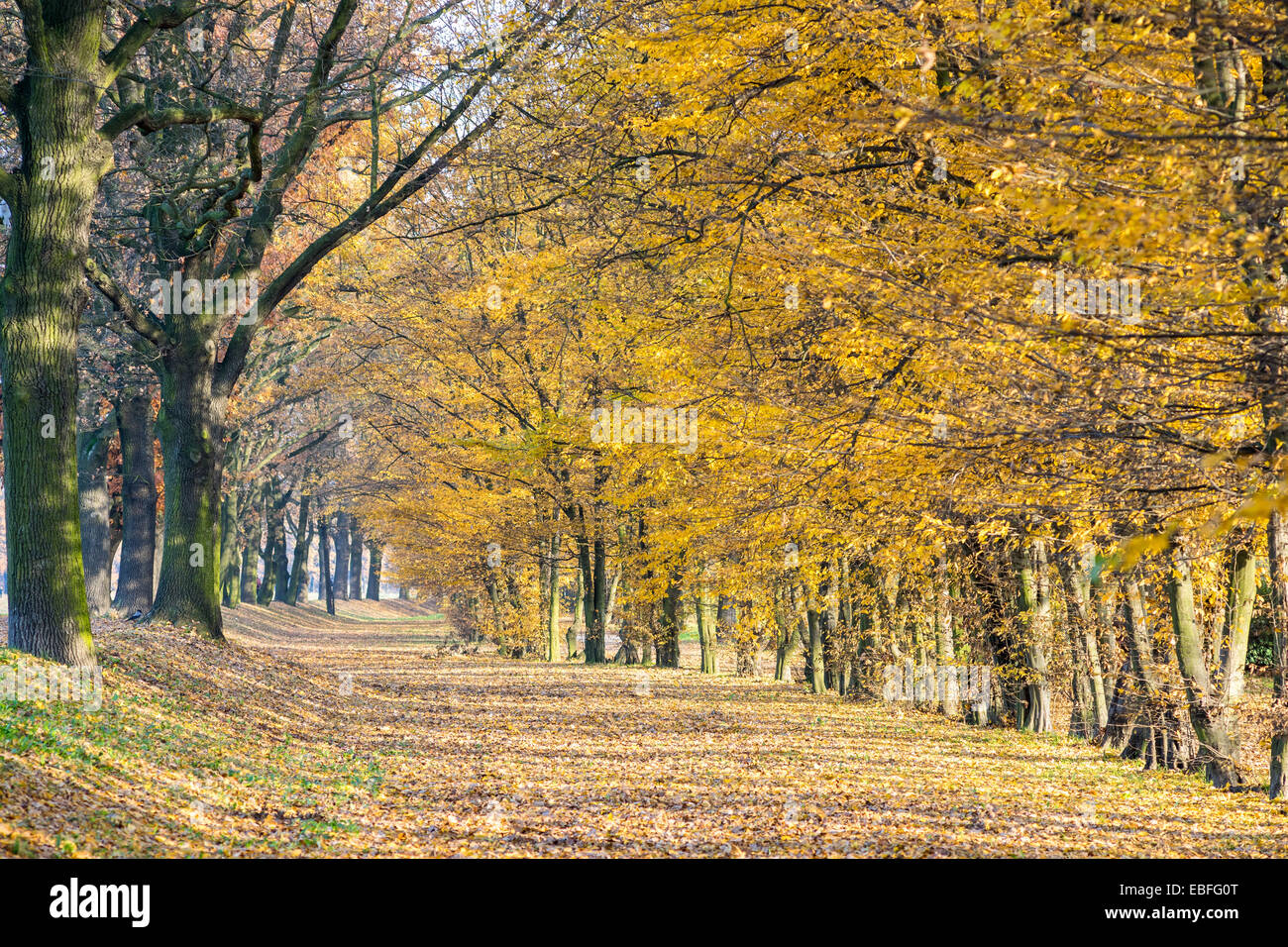 Fila di Giallo autunno olmi nel sole Ulmus laevis Foto Stock
