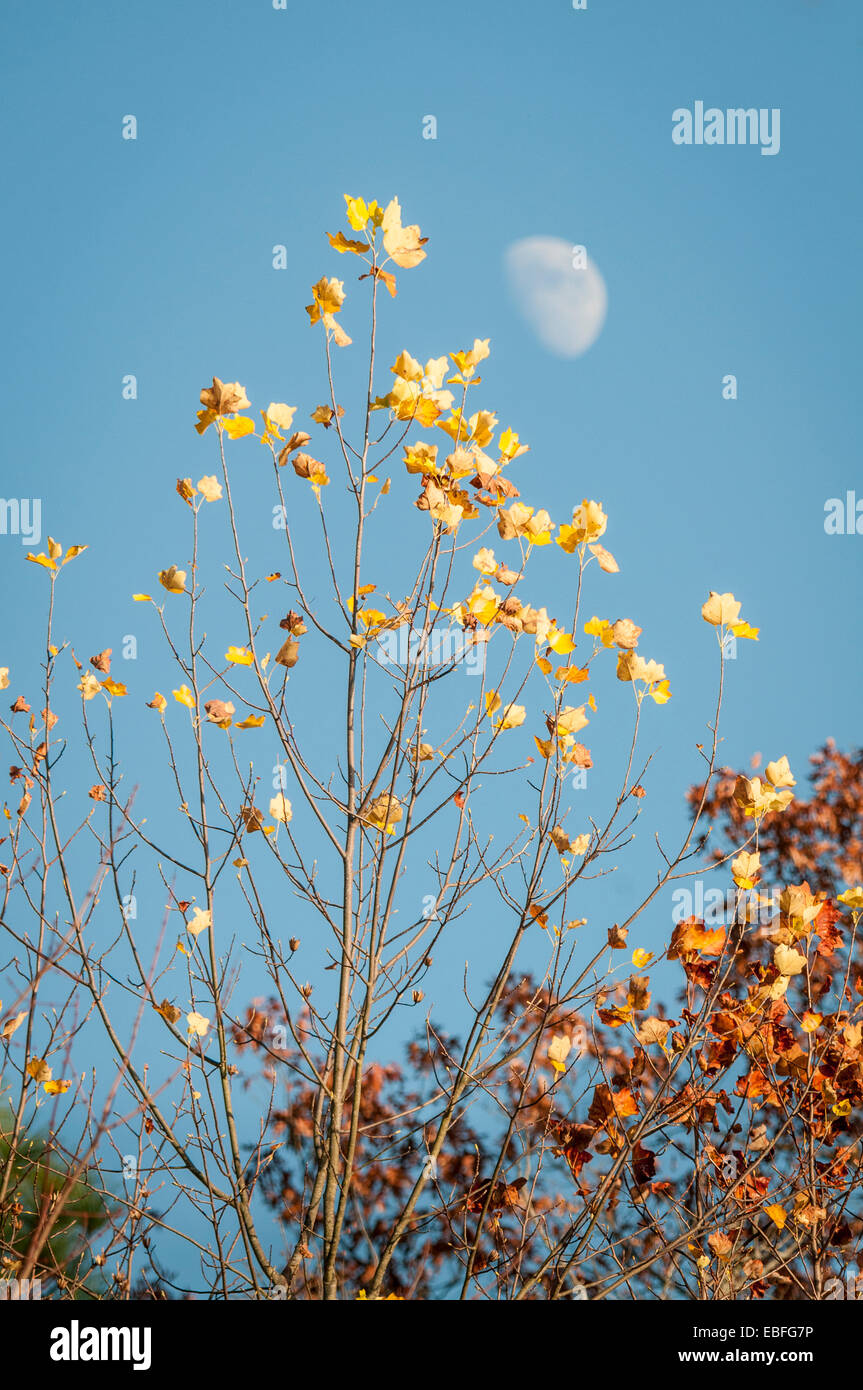 Il sorgere della luna su autumn tree colore in Alabama,USA in Cheaha parco dello stato. Foto Stock