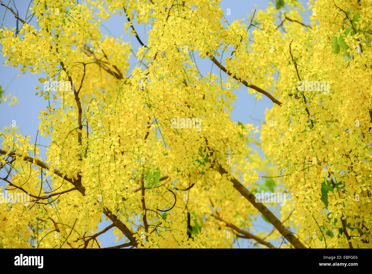 Cassia fistola fiore Foto Stock