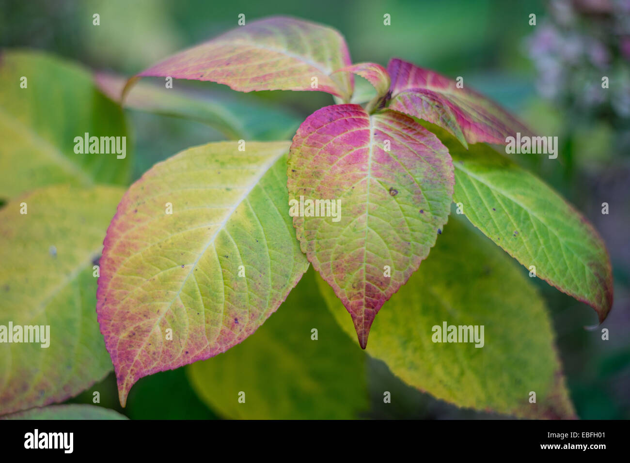 Foglie di ortensie diventa rosso in autunno Foto Stock