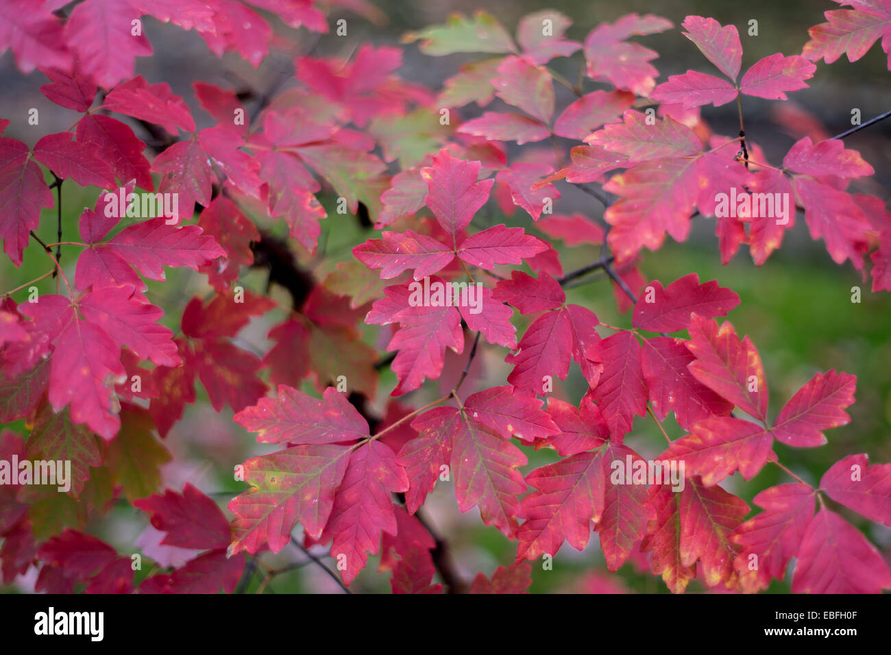 Paperbark rosse foglie di acero in autunno Acer griseum Foto Stock