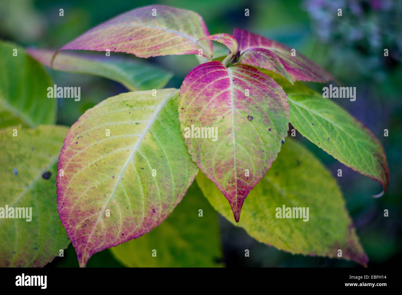 Foglie di ortensie diventa rosso in autunno Foto Stock