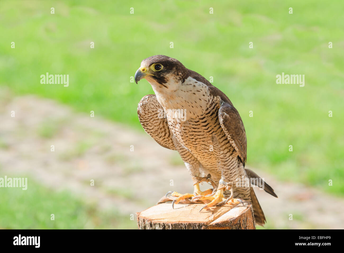 Addestrati e addomesticati per cacciare il più veloce raptor bird hawk o falcon seduto sul moncone con libero copyspace posto Foto Stock
