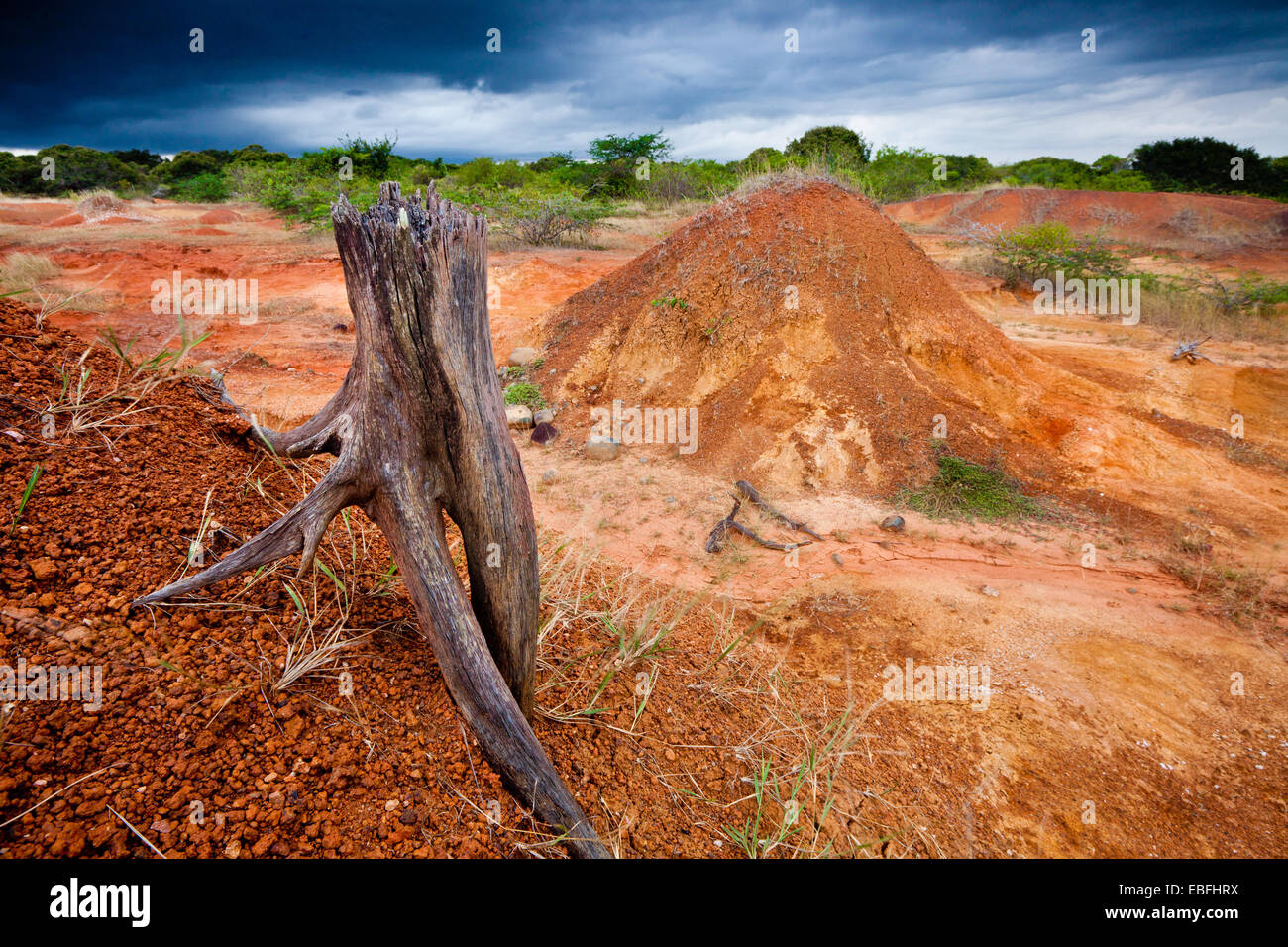 Albero secco e suoli erosi in Sarigua national park (deserto), Herrera provincia, Repubblica di Panama. Foto Stock