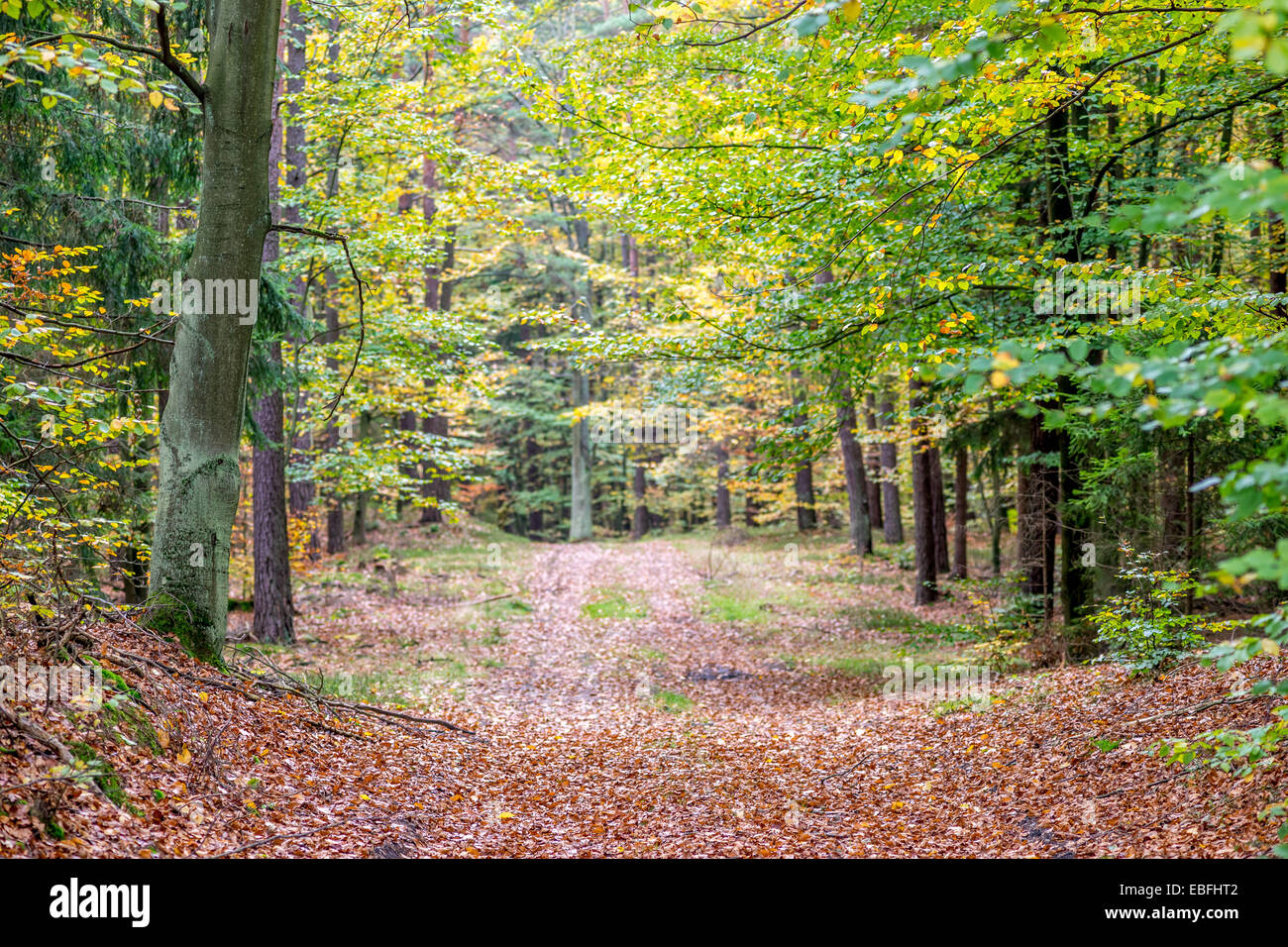Corsia in Europa settentrionale della foresta di autunno Foto Stock