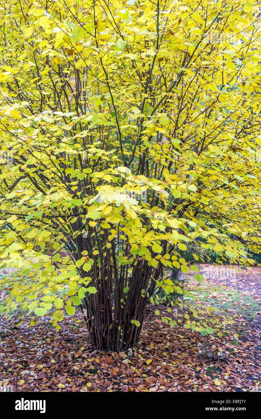 Giallo autunno nocciolo Corylus avellana Foto Stock