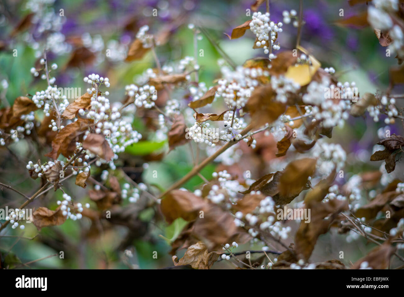 Bianco Beautyberry autunno bacche close up Callicarpa japonica leucocarpa Foto Stock