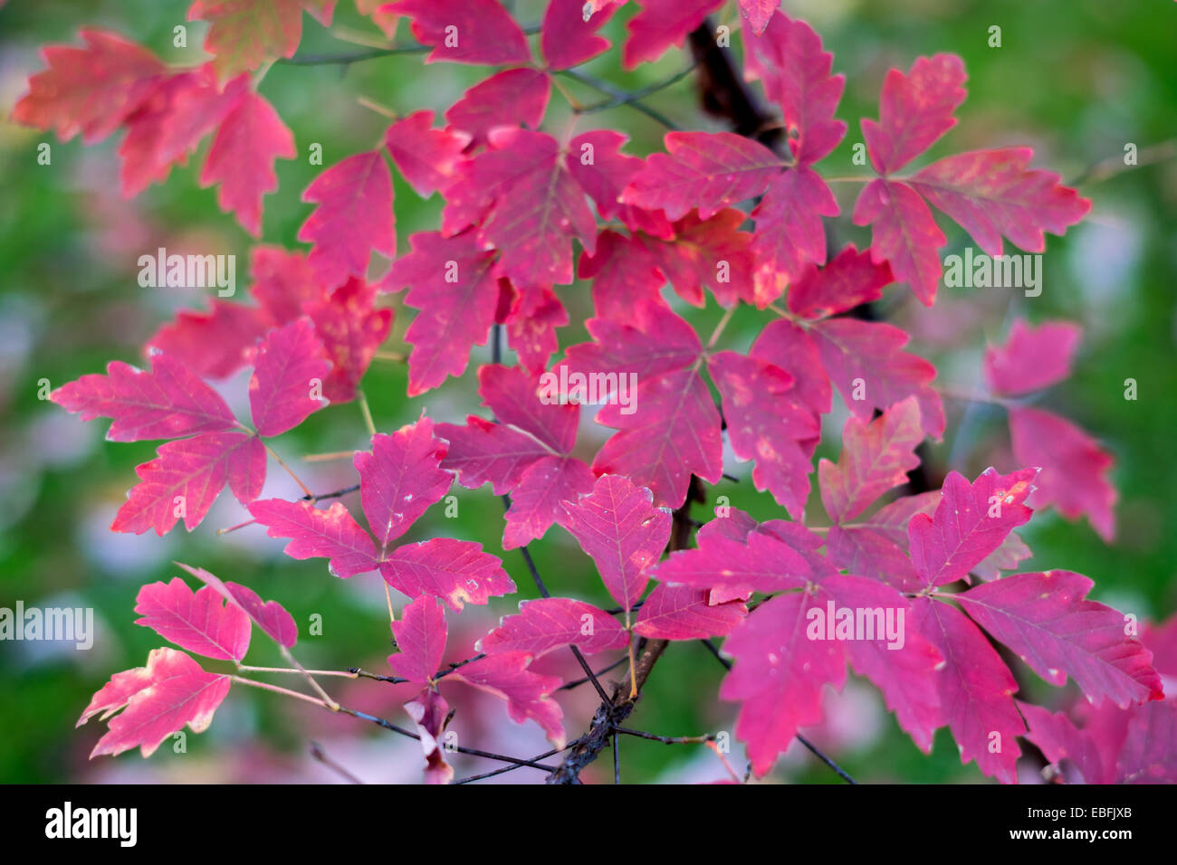 Paperbark rosse foglie di acero in autunno Acer griseum Foto Stock