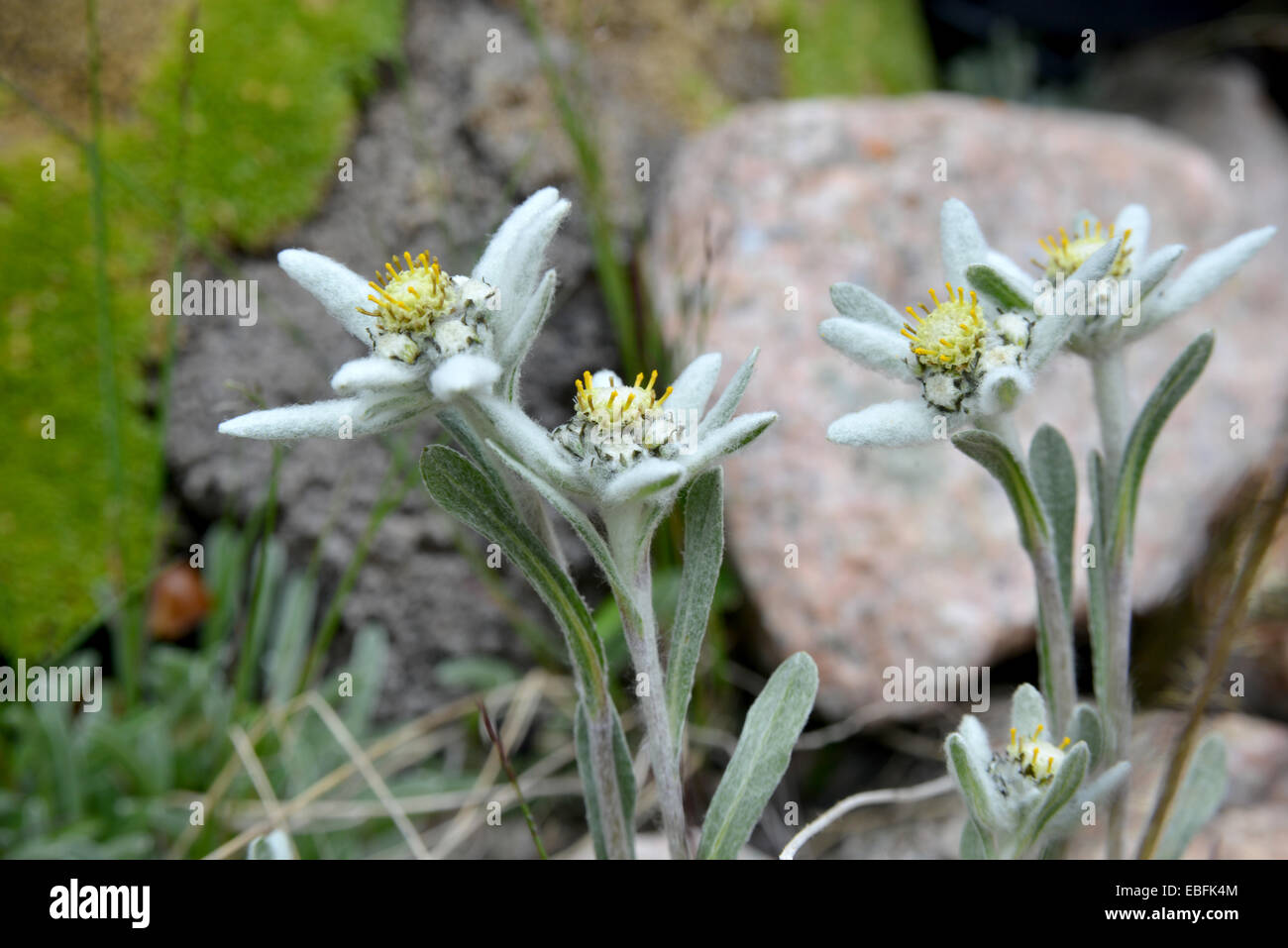 Questi sono famosi Edelweiss fiori (Leontopodium alpinum). Close-up. Foto Stock