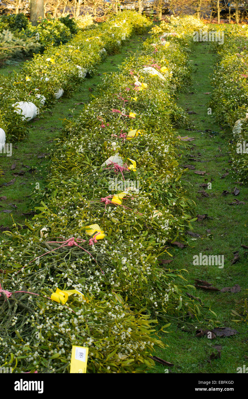 Tenbury Wells vischio e agrifoglio vendite Foto Stock
