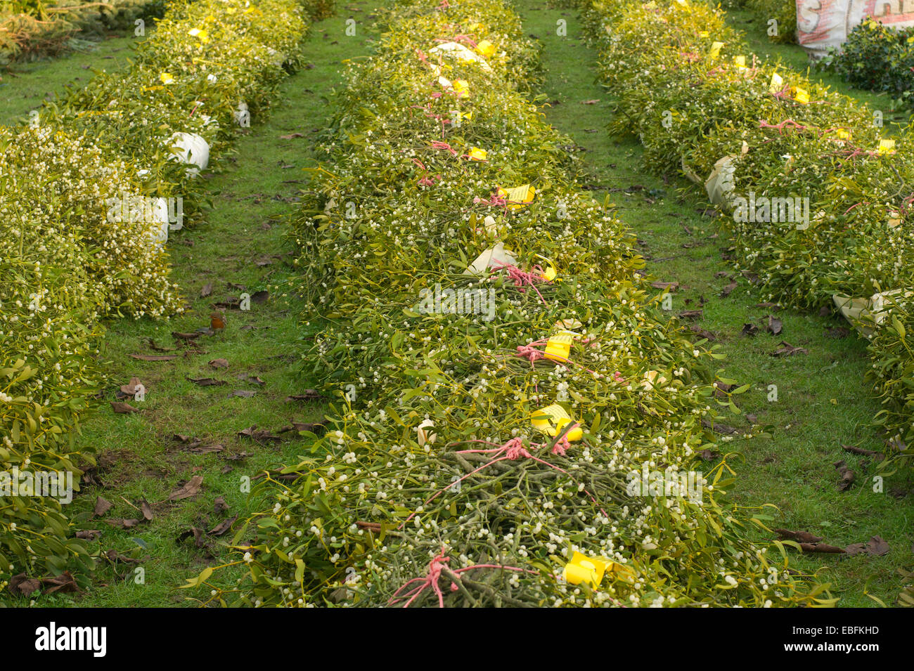Tenbury Wells vischio e agrifoglio vendite Foto Stock