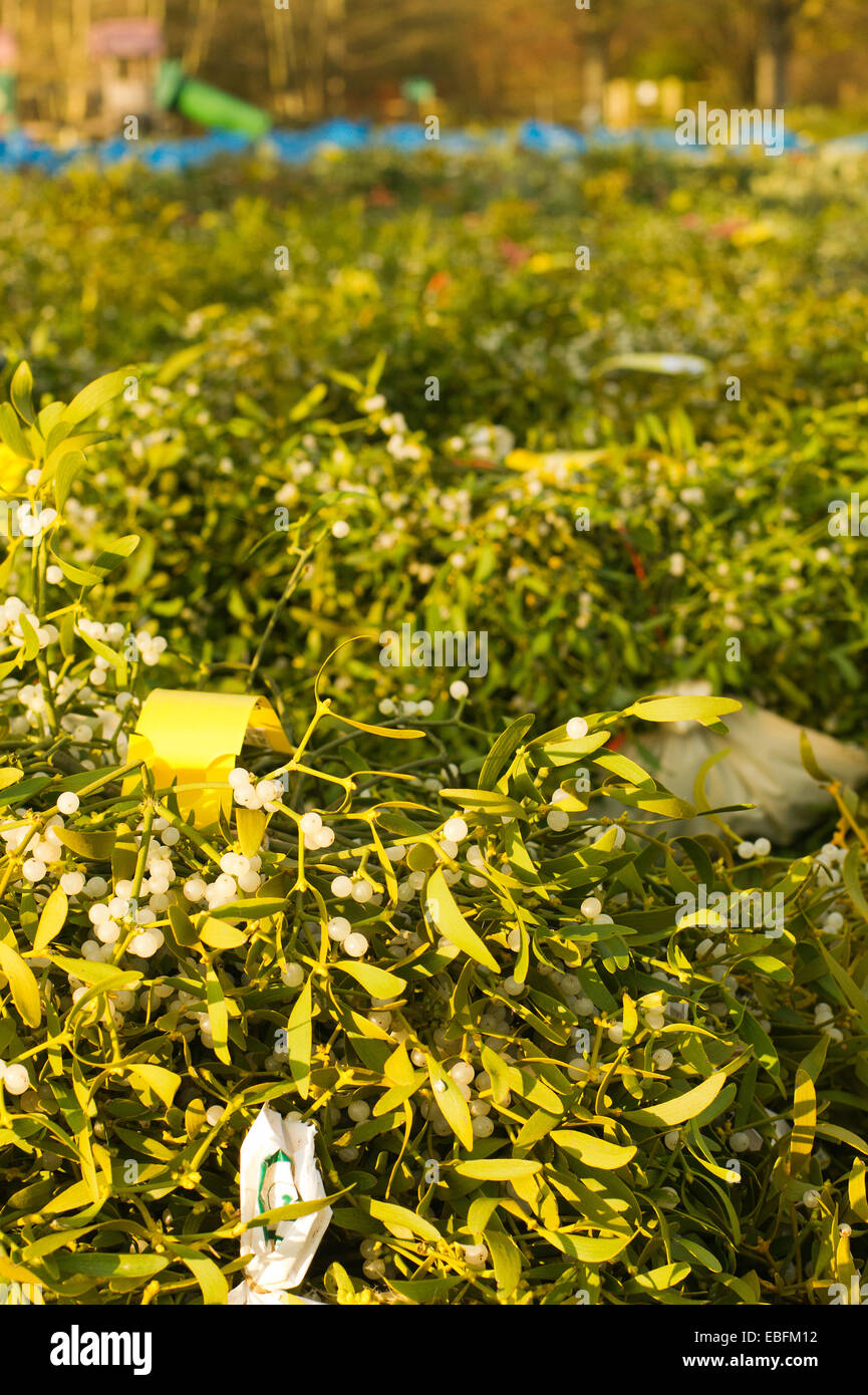 Tenbury Wells vischio e agrifoglio vendite Foto Stock