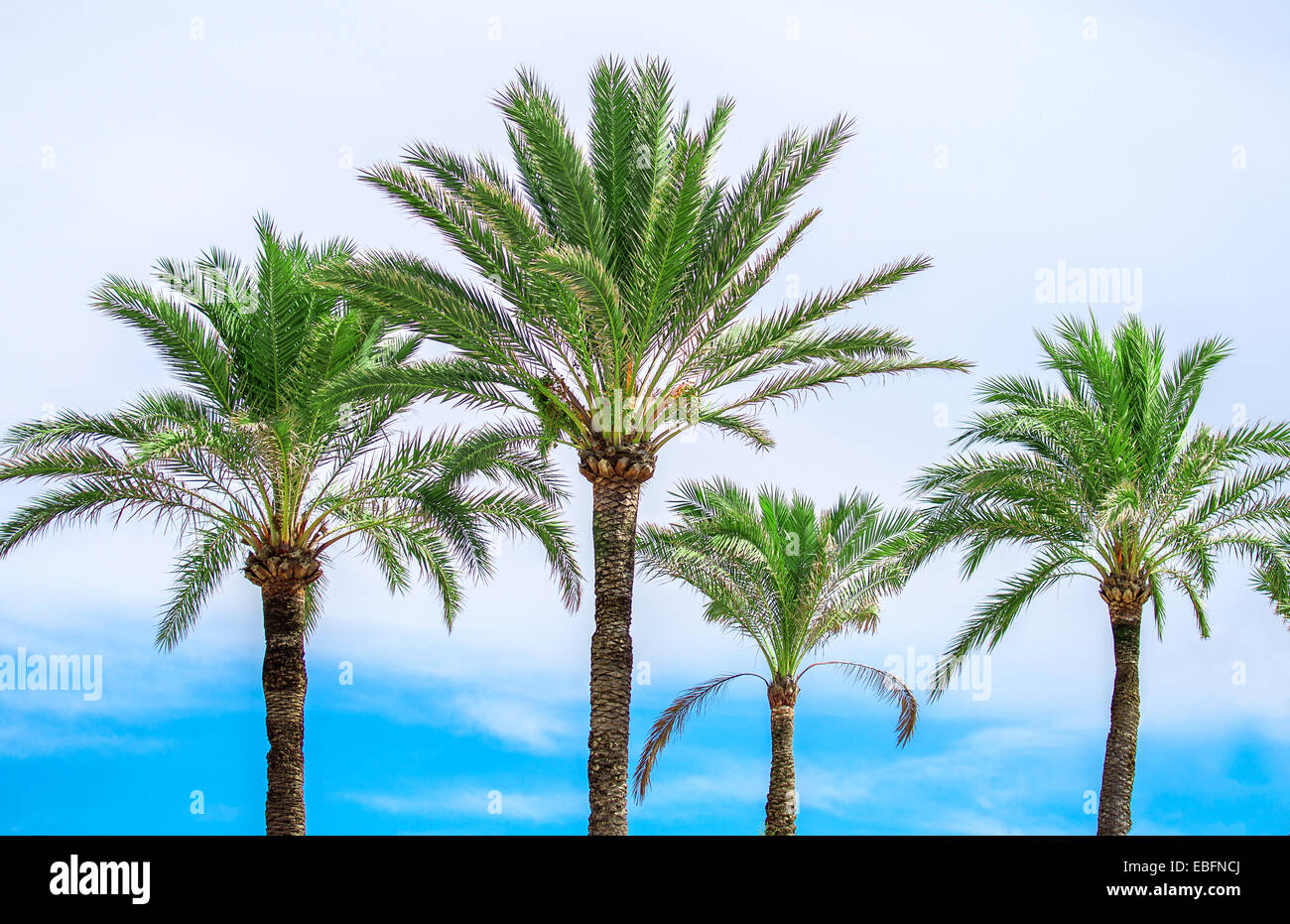 Palme verdi sul cielo blu sullo sfondo. Foto Stock